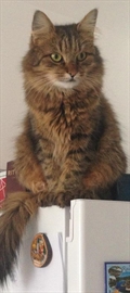 Simba