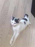 Muki