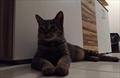 Lucy - Kata