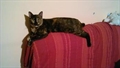 Nera