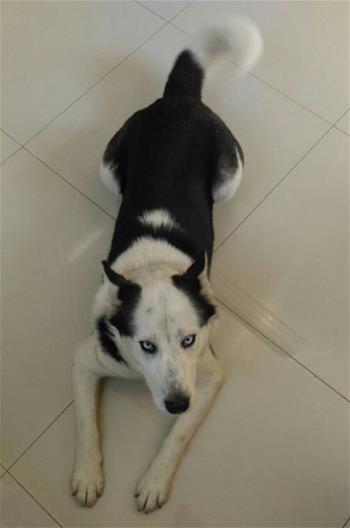 Boni