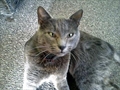 Tigar