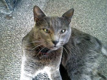 Tigar