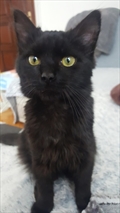 Lili