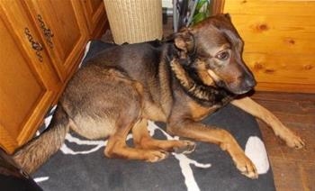 Rex