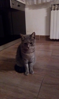 Luis