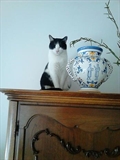 TIBI