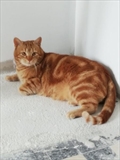 Marko