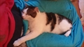 Marko