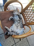 Micko