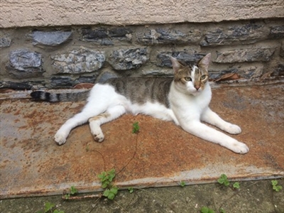 Mićo