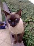 Miky