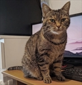 Minja