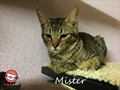 Mister