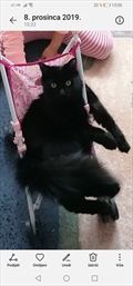 Mućko