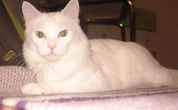 Bella