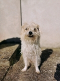 Martin