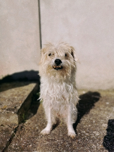 Martin