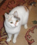 Sara