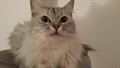 Roxy