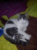 Marki