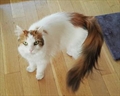 Meu