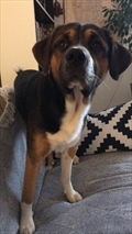 Porthos