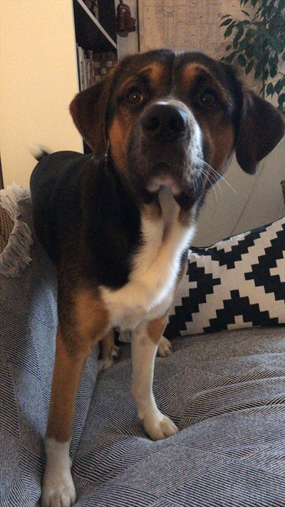 Porthos