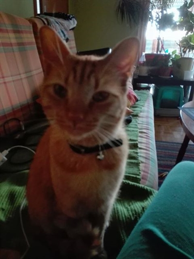 Pucko