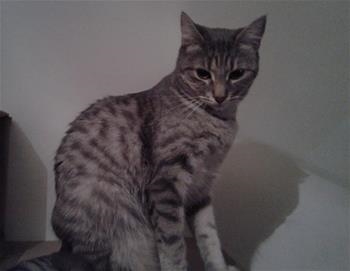 Sonja