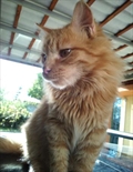 Loki