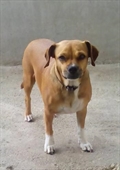 Meri