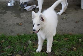 Shadow White Revelation