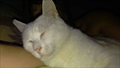Rufus