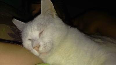 Rufus