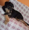 Lu