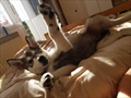Tobi