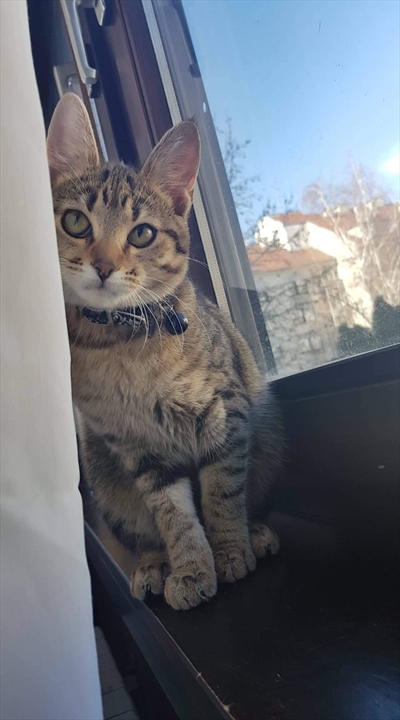 Mici