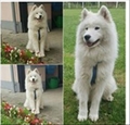 Jacky (Đeki)