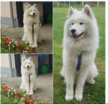 Jacky (Đeki)