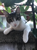 Riki