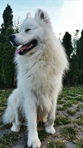 Simba