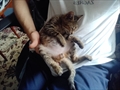 Roki