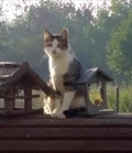 Polly