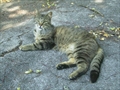 Šarenko