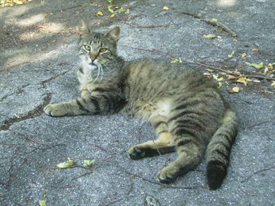 Šarenko