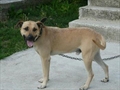REX
