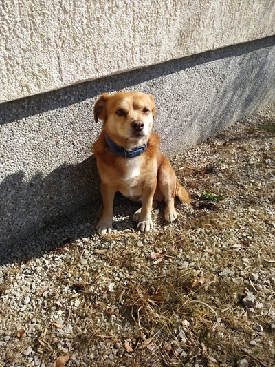 Simba
