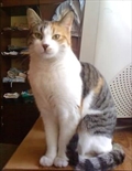 Mici