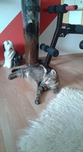 Tilly